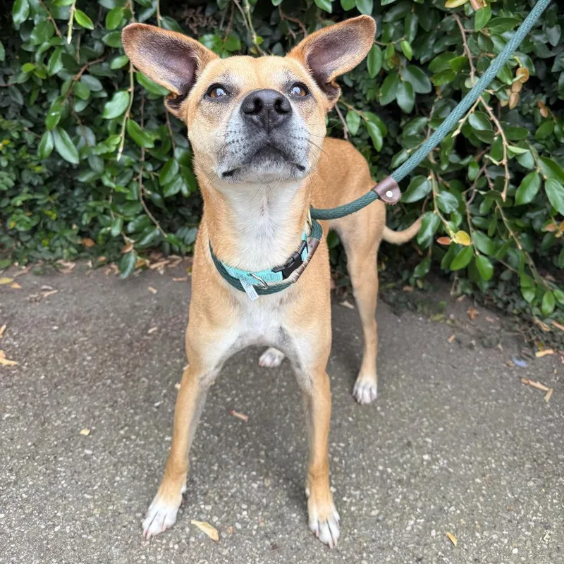 An adult medium-sized male Yellow / Tan / Blond / Fawn Pit Bull Terrier dog named Bowser for adoption in Santa Barbara, CA