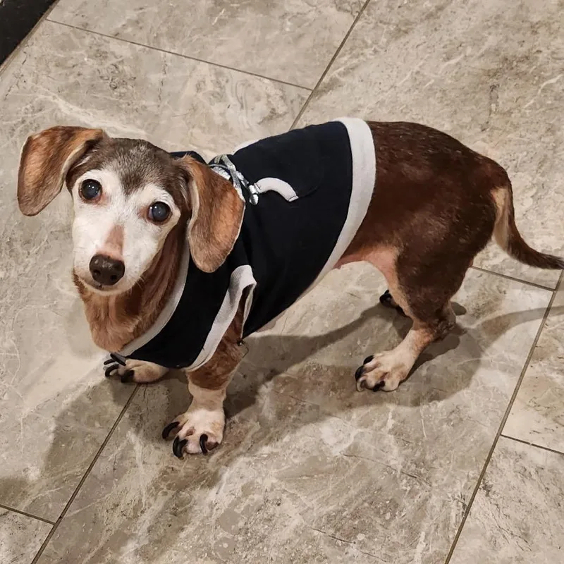 A senior small-sized female Brown / Chocolate Dachshund dog named Vivian for adoption in QUINCY, FL