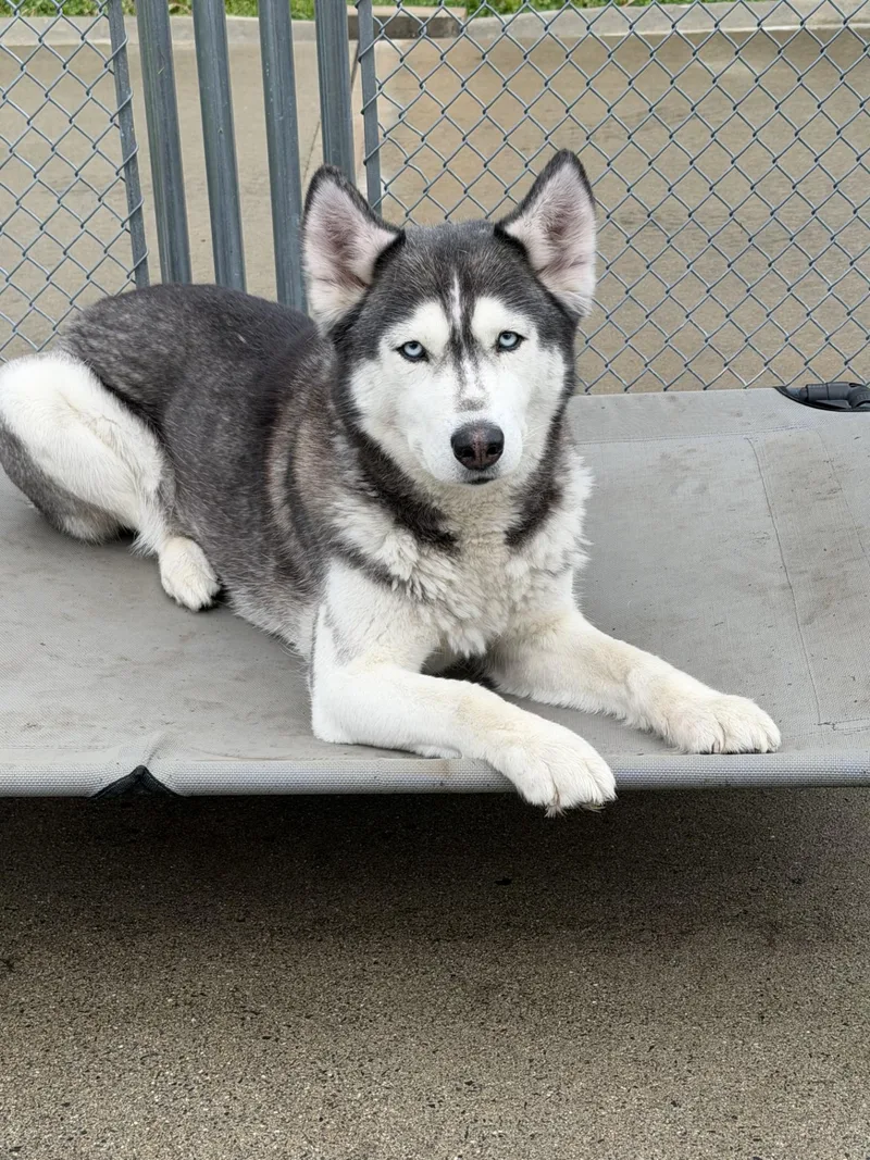 An adult medium-sized female Husky dog named Tika for adoption in West Haven, CT