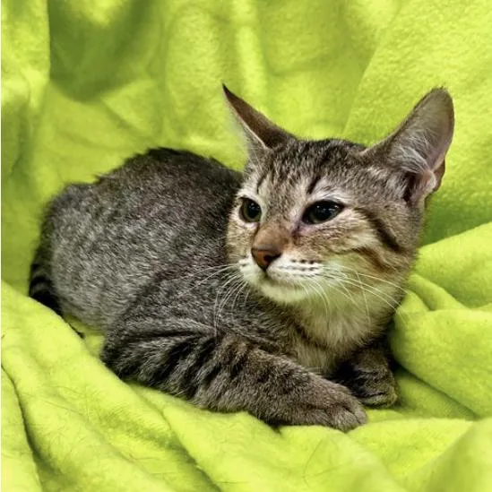An adult small-sized male Brown / Chocolate Domestic Short Hair cat named Axel for adoption in Houston, TX