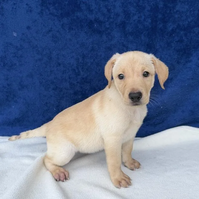 A baby small-sized female Yellow / Tan / Blond / Fawn Labrador Retriever dog named Aspen for adoption in Carencro, LA