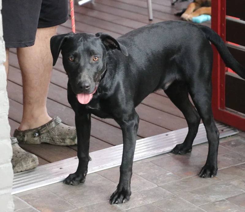 Corn Dog thumbnail 2