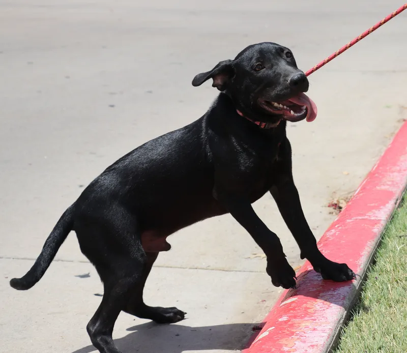 Corn Dog thumbnail 3