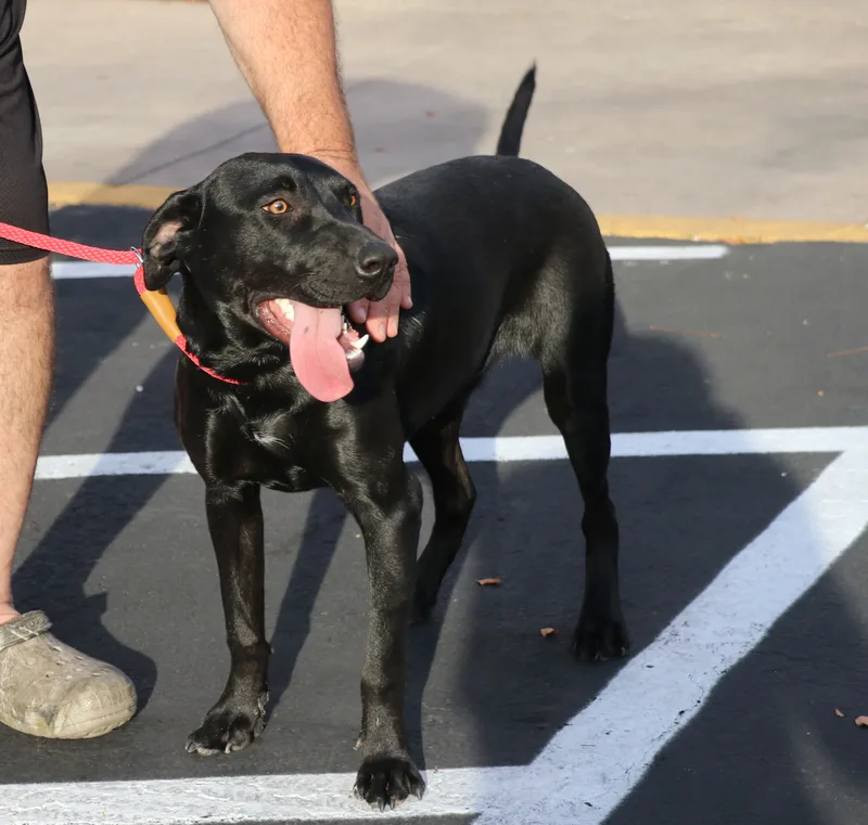 Corn Dog thumbnail 5