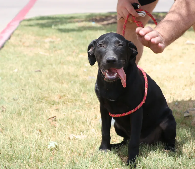 Corn Dog thumbnail 6