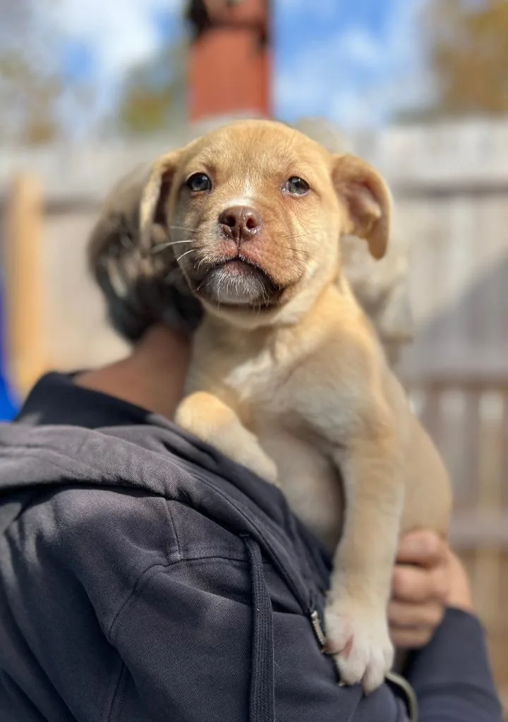 A baby small-sized male Mixed Breed dog named Waldo for adoption in Ellijay, GA