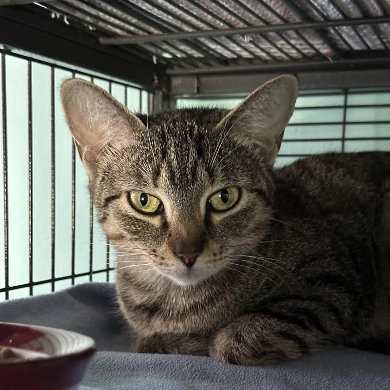 Mabeline thumbnail 2