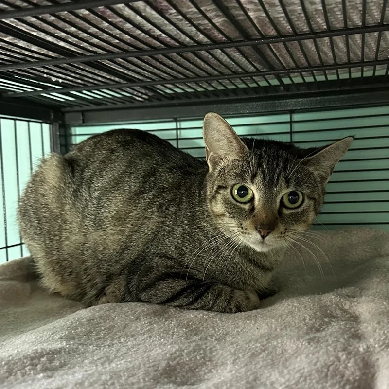 Mabeline thumbnail 3