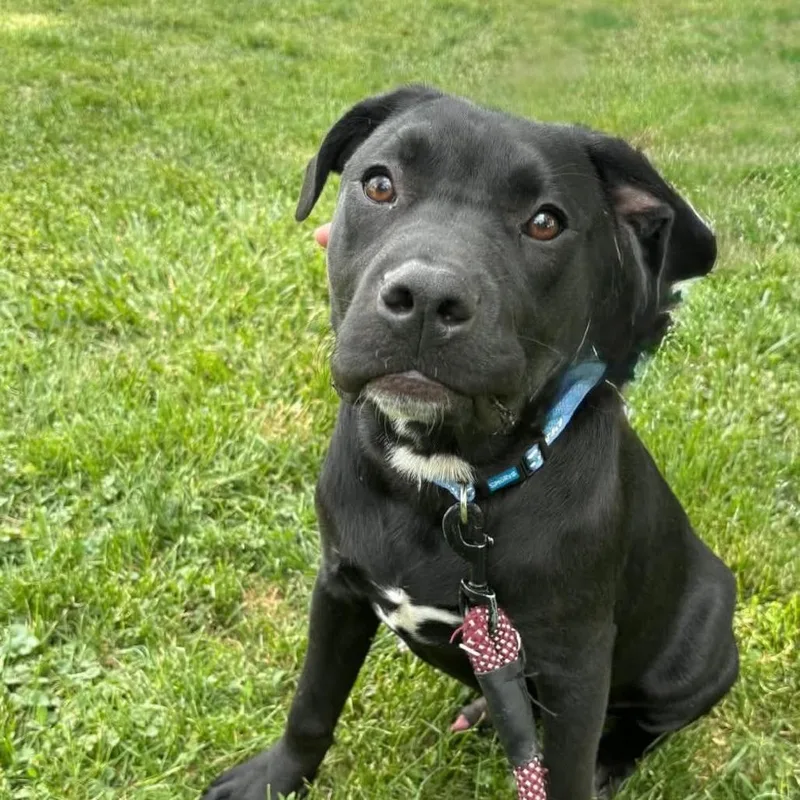 A baby medium-sized male Black Mixed Breed dog named Oak for adoption in Joliet, IL