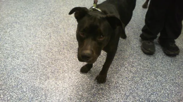 A young medium-sized female Rottweiler dog named Winnie for adoption in Charlotte, NC