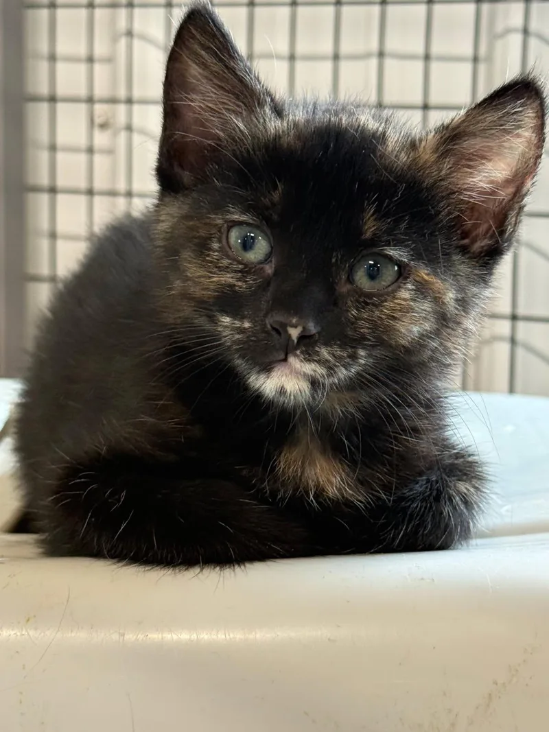 A young medium-sized female Domestic Short Hair cat named Firefox for adoption in Williamsburg, IA