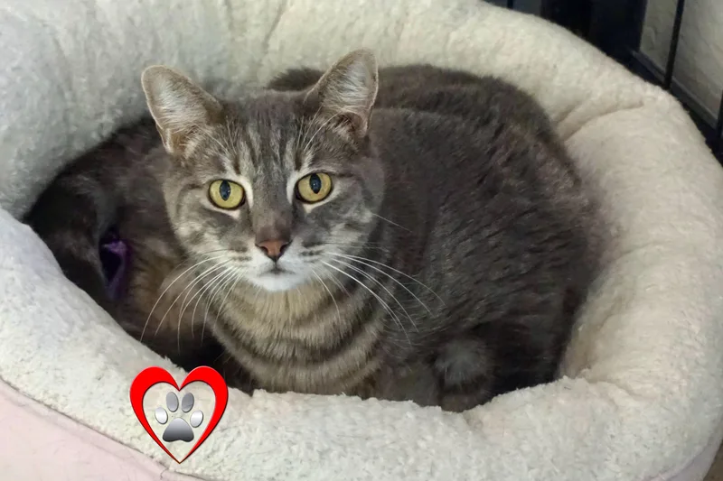 A senior medium-sized female Domestic Short Hair cat named Pat for adoption in Fountain Hills, AZ
