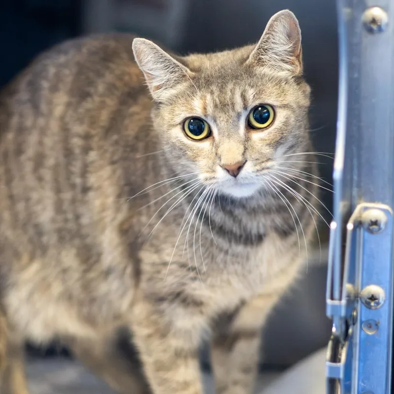 An adult medium-sized female Orange / Red Domestic Short Hair cat named Meowyonce for adoption in Wilmington, DE