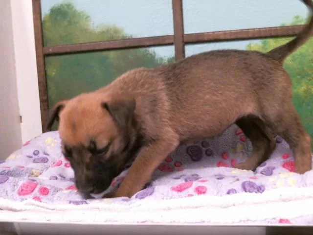 A baby small-sized female German Shepherd Dog dog named Dolly for adoption in Houston, TX