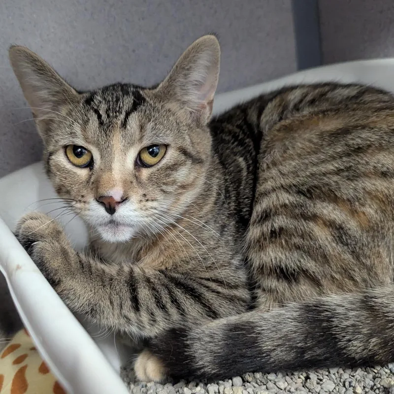 A baby small-sized female Torbie Domestic Short Hair cat named Cozy for adoption in Evansville, IN