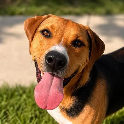 An adult large-sized male Hound dog named Chip for adoption in Merriam, KS