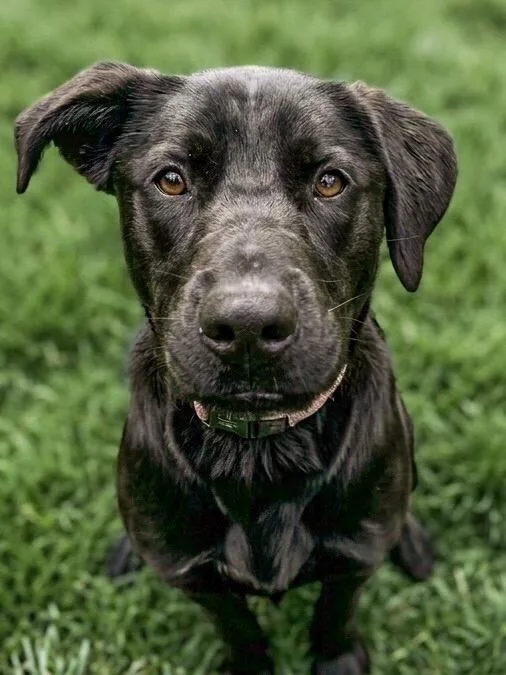 A young medium-sized female Black Labrador Retriever dog named Sammy for adoption in Vashon, WA