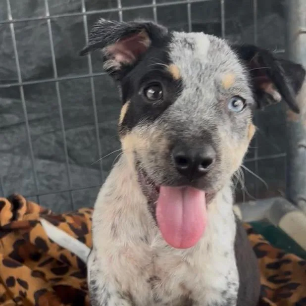 A baby medium-sized male Black Pit Bull Terrier dog named Rowdy for adoption in West Islip, NY