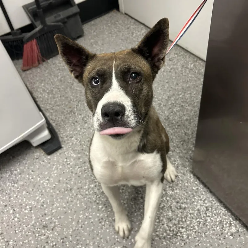 An adult medium-sized female Brown / Chocolate Husky dog named Martini for adoption in Henderson, NV