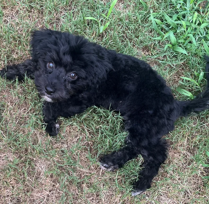 A young small-sized male Black Havanese dog named Panda for adoption in Irmo, SC