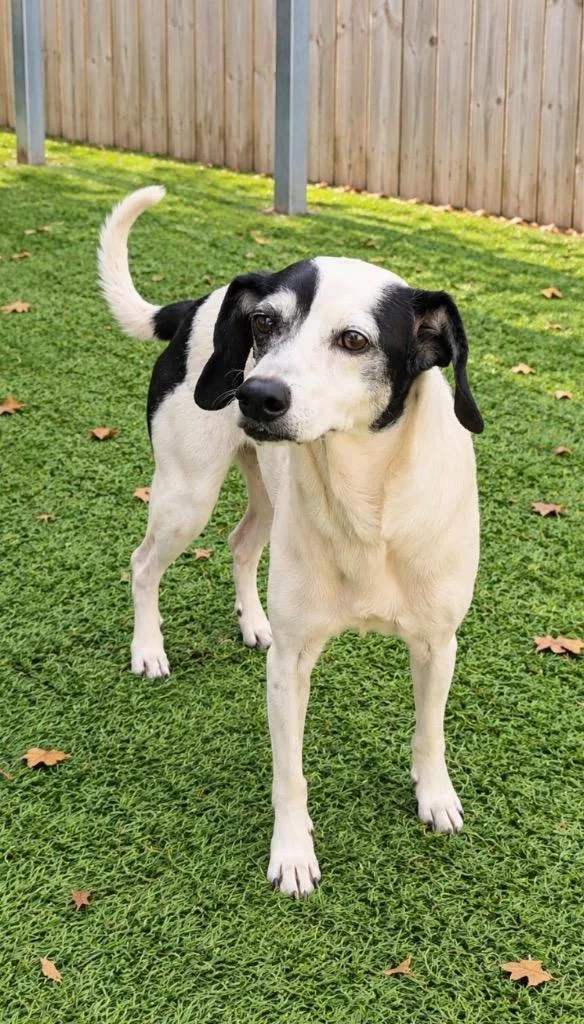 A senior small-sized female Chihuahua dog named Amber for adoption in Fayetteville, AR