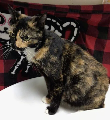A young small-sized female Domestic Short Hair cat named Reina for adoption in Riverside, CA