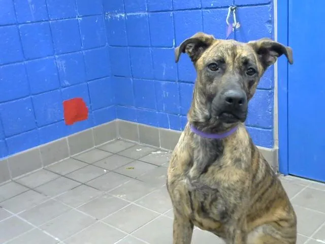 A young medium-sized female Pit Bull Terrier dog named Soda for adoption in Albuquerque, NM