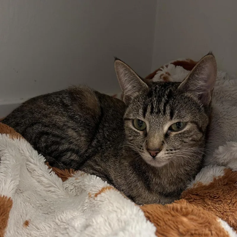 Vivi Alexander thumbnail 2