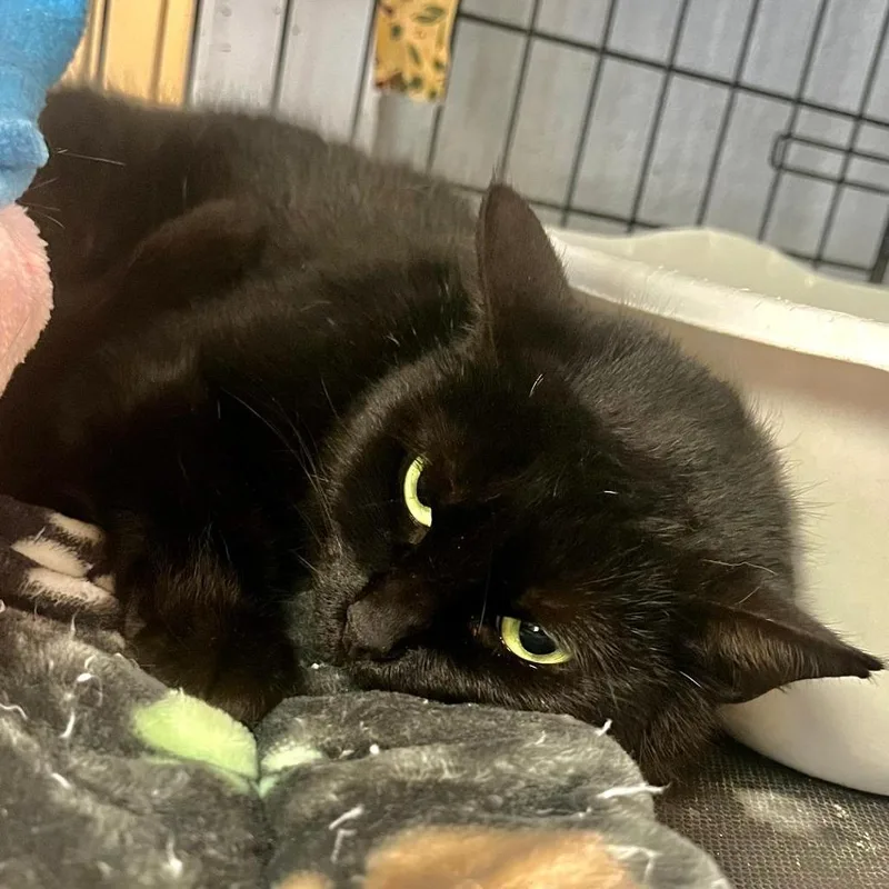 An adult medium-sized female Black Domestic Short Hair cat named Calliope for adoption in North Myrtle Beach, SC