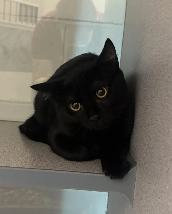 A baby small-sized male Domestic Long Hair cat named Bluey for adoption in Stratham, NH