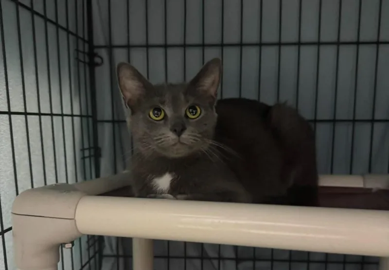 A young medium-sized female Domestic Short Hair cat named Star Crunch for adoption in Marion, OH