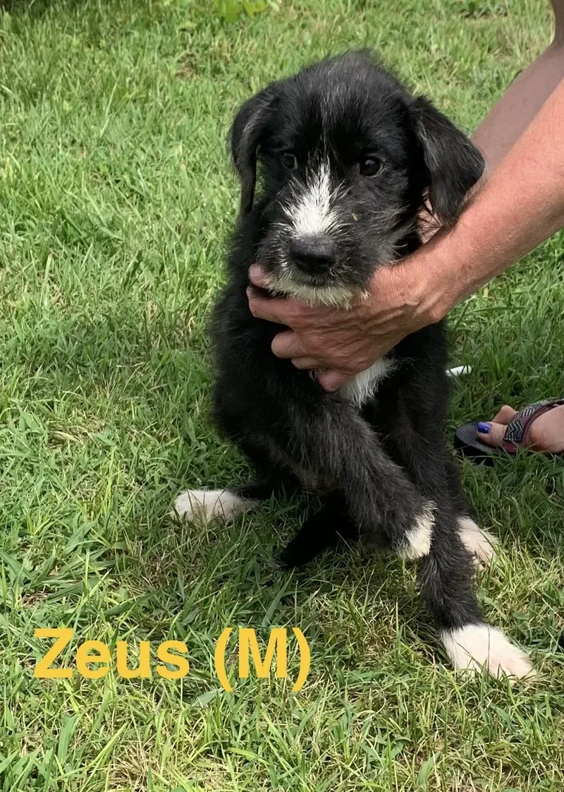 Zeus