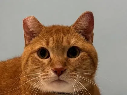 An adult small-sized male Domestic Short Hair cat named Juno for adoption in Woodbury, MN