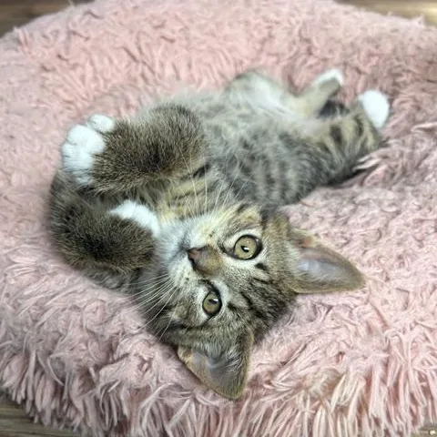 A young medium-sized female Tabby (Tiger Striped) Domestic Short Hair cat named Applejack for adoption in Ferndale, WA