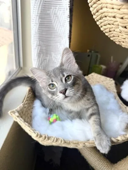 A young small-sized male Domestic Short Hair cat named Lucca for adoption in Phoenix, AZ