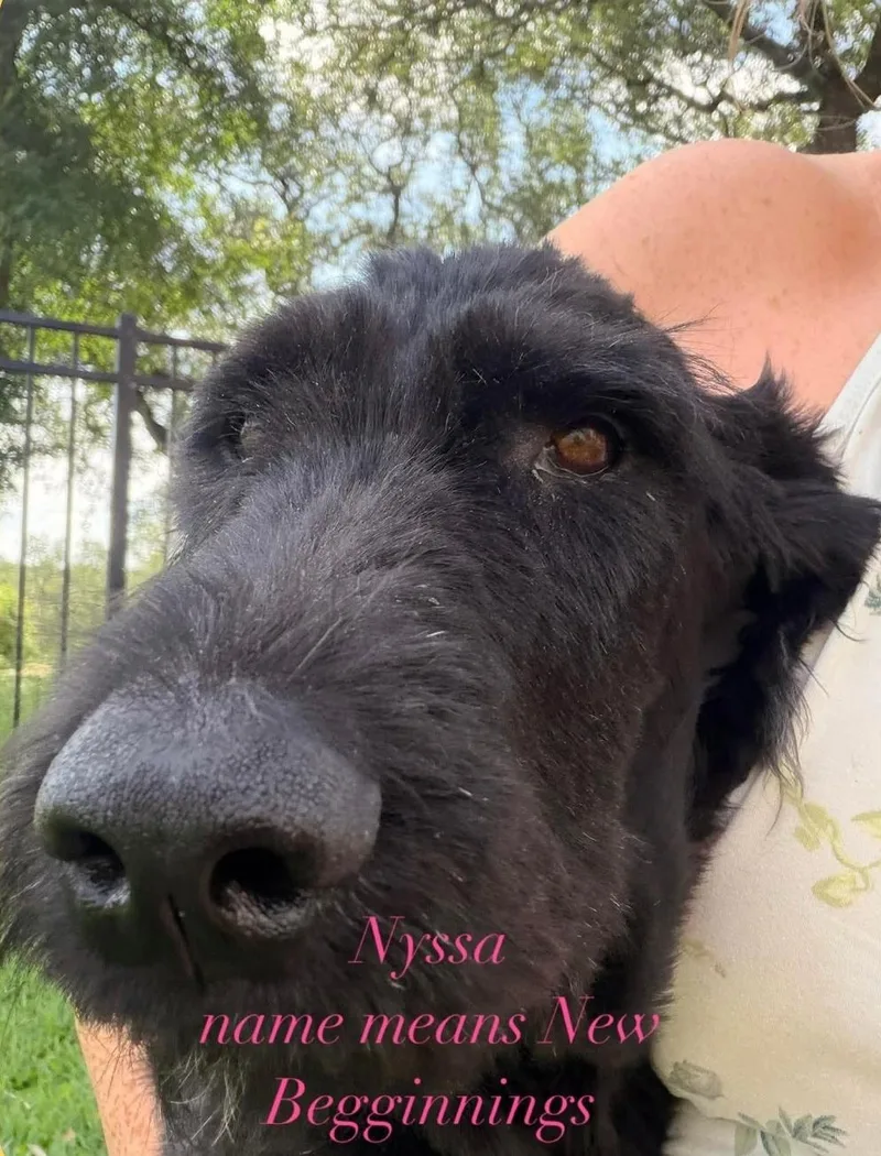 Nyssa thumbnail 2