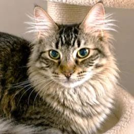 A baby large-sized male Tabby (Gray / Blue / Silver) Maine Coon cat named Handsomest Harland Maine for adoption in Danbury, CT