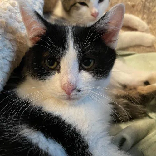 A young medium-sized female Domestic Short Hair cat named Toodaloo for adoption in Toms River, NJ