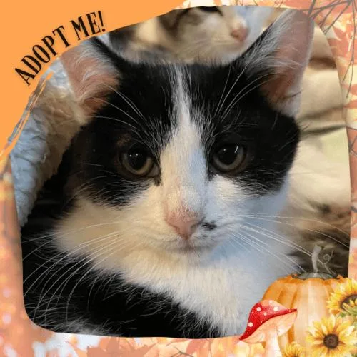 Toodaloo thumbnail 2