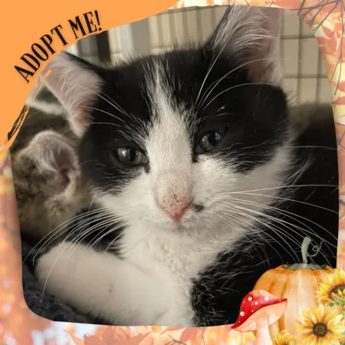 Toodaloo thumbnail 3