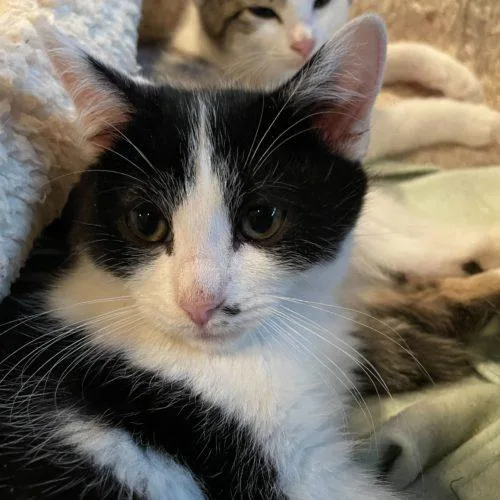 Toodaloo thumbnail 4