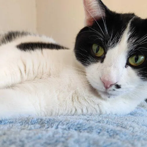 Toodaloo thumbnail 5