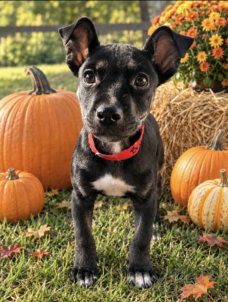 A baby medium-sized female Terrier dog named Bitty Lonestar for adoption in Rockaway, NJ