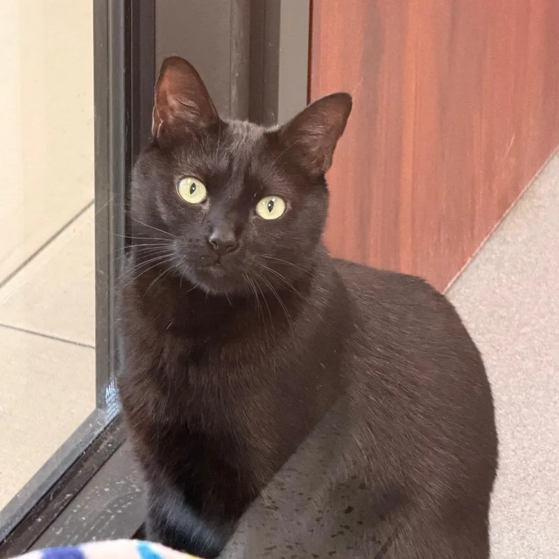 An adult large-sized male Black Domestic Short Hair cat named Flash for adoption in West Palm Beach, FL