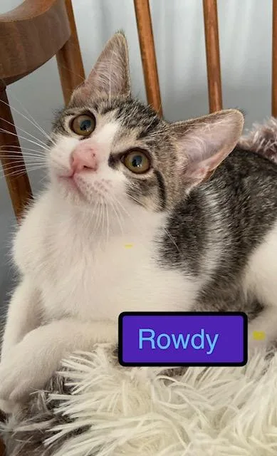 A baby medium-sized male Domestic Short Hair cat named Rowdy for adoption in Zimmerman, MN