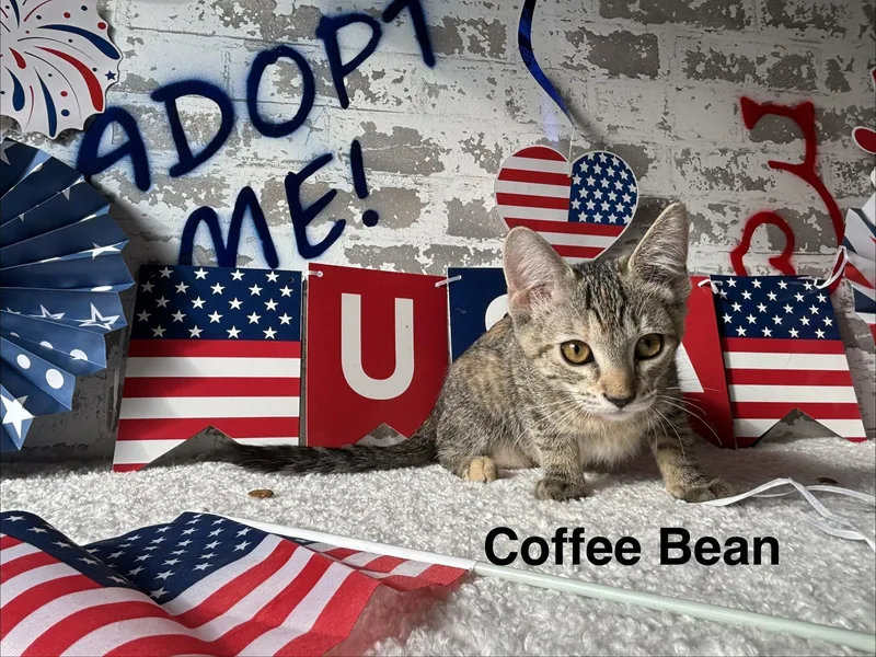 A baby medium-sized female Tabby (Buff / Tan / Fawn) Domestic Short Hair cat named Coffee Bean for adoption in queen creek, AZ
