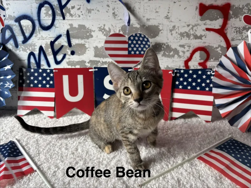 Coffee Bean thumbnail 4