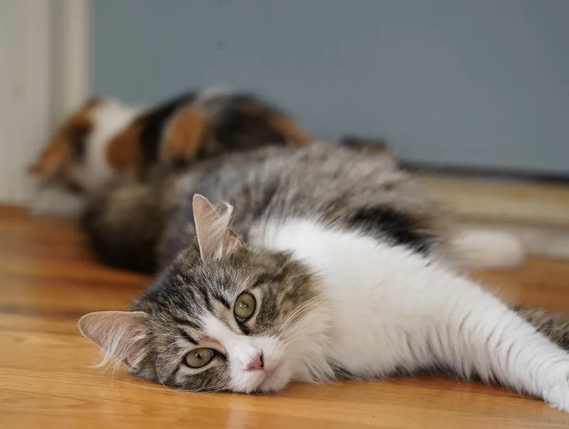 An adult medium-sized female White Domestic Long Hair cat named April for adoption in Staten Island, NY