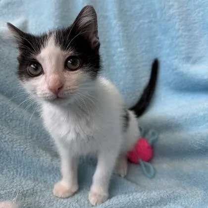 A baby small-sized female Domestic Short Hair cat named Lovey for adoption in Janesville, WI