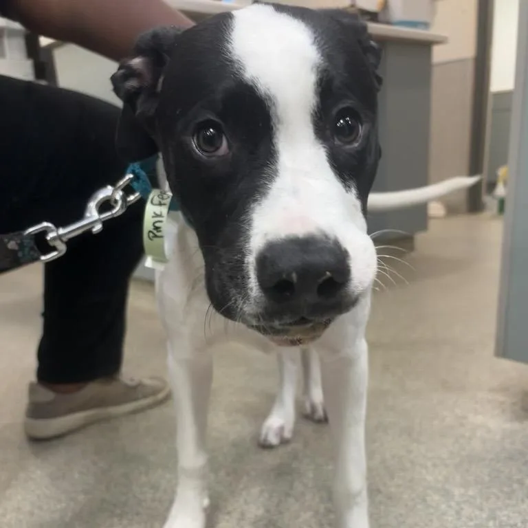 A young medium-sized male White / Cream Mixed Breed dog named Pink Feet for adoption in Jacksonville, FL